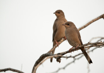 Grey Hypocolius perched on acacia tree in  the morning, Bahrain
