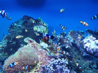 Unterwasserwelt mit vielen Fischen