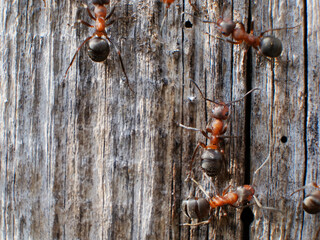 The Ant Family. Ants. Macro mode. close up