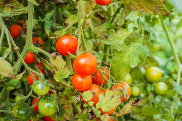 Fresh ripe red tomatoes plant growth in organic greenhouse garden ready to harvest, selective focus