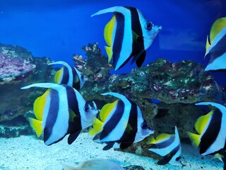 Schöne Fische unter Wasser