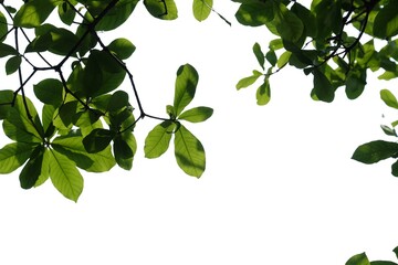 Fototapeta na wymiar Tropical tree with leaves branches on white isolated background for green foliage backdrop