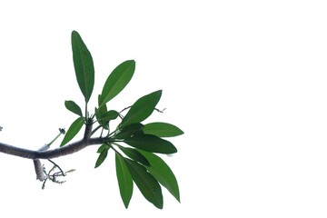 Plumeria flower leaves with branches on white isolated background for green foliage backdrop