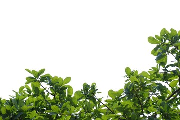 Tropical tree with leaves branches on white isolated background for green foliage backdrop