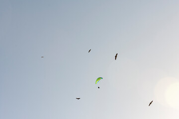 Persona vuela en parapente junto a buitres