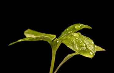 Macro view of basil on black background.