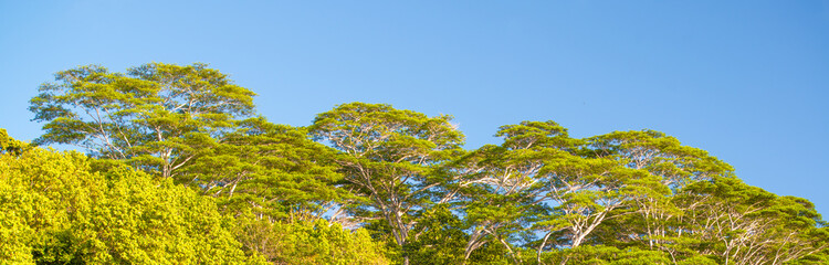 Pine trees with a tropical blue sky