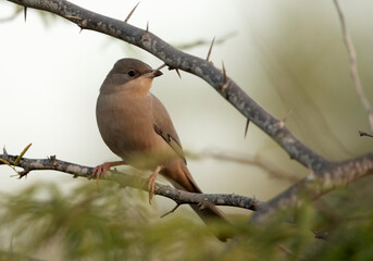 Grey Hypocolius perched on acacia tree at Hamala, Bahrain