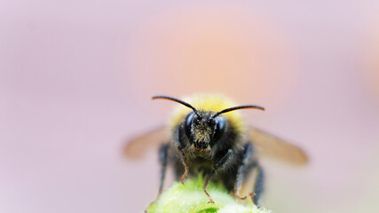 a bumblebee collects nectar on a yellow flower. A hard-working bumblebee works, pollinates flowers