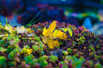 magical autumn in bright vibrant color