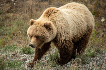 Naklejka na ściany i meble Grizzly Bear seen along the Alaska Highway in Yukon, Canada.