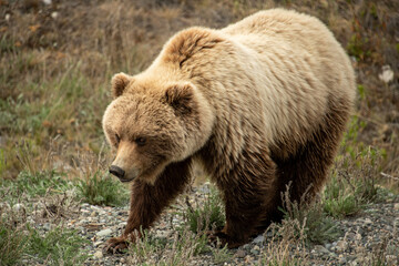 Obraz premium Grizzly Bear seen along the Alaska Highway in Yukon, Canada.