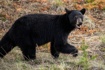 Obraz na płótnie Canvas Black Bear seen along the Alaska Highway in Yukon, Canada.