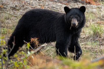 Black Bear seen along the Alaska Highway in Yukon, Canada.
