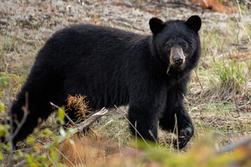 Black Bear seen along the Alaska Highway in Yukon, Canada.