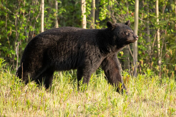 Black Bear seen along the Alaska Highway in Yukon, Canada.