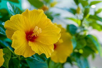 Yellow and orange hibiscus flower on a background of green leaves