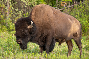 Bison seen along the Alaska Highway in Yukon, Canada.
