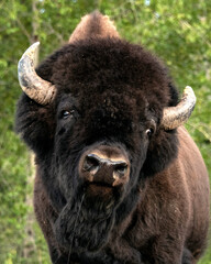 Bison seen along the Alaska Highway in Yukon, Canada.
