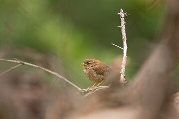 Eurasian wren protects its own nest. Noisy birds in the forest. European nature in summer. Singing birds on the branch.