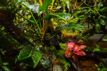 Rainforest model in terrarium glass container