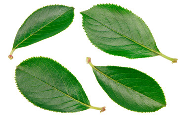 chokeberry leaves isolated on white background. Clipping path and full depth of field. Top view