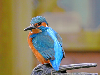 Common Kingfisher Perched on Garden Ornament