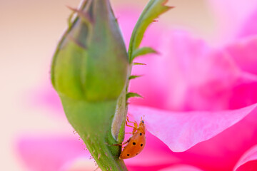 Orange ladybug walking among the delicate and soft pink petals of a rose