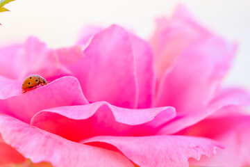 Obraz na płótnie Canvas Orange ladybug walking among the delicate and soft pink petals of a rose