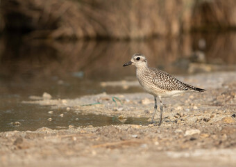 Grey plover at Asker marsh, Bahrain
