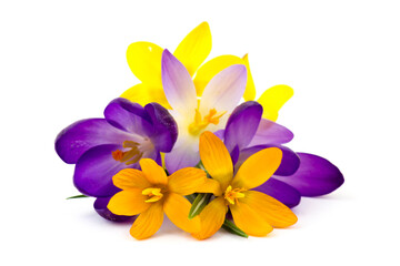 crocus - one of the first spring flowers