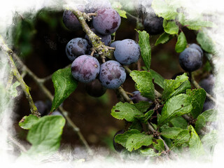 SLOES