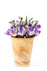 crocus flowers and willow in a pot on white background