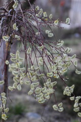 Willow twigs