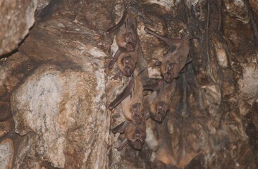 bats