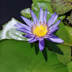 Violet And Yellow Bloomed Water Lily Flower Closeup