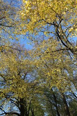 Obraz premium Beautiful autumn day in Cologne, Germany