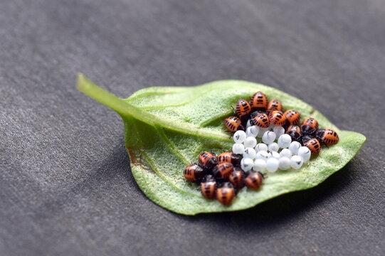 Wanzenlarven und -eier auf einem Basilikumblatt