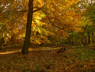Autumn landscape. Beautiful pathway through in forest. Nature colorful landscape, red and orange fall background.