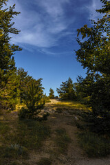autumn forest in the mountains