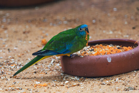 Turquoise parrot Neophema pulchella feeding with fruits in bowl