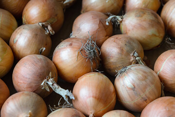 Dry onion stored in box closeup organic