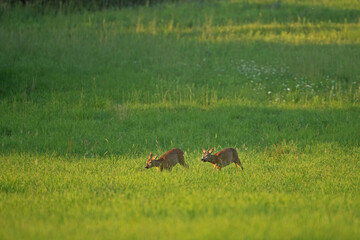 European roe deer moving on the meadow. Roe deer during rutting time. European nature in summer. 