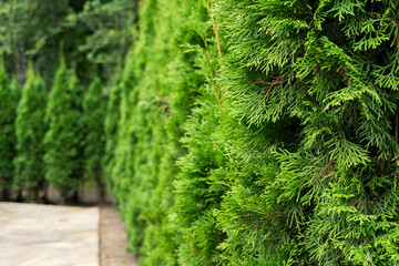 Close-up of juniper branches. Selective focus, blurred background.