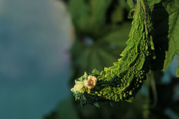 Bitter melon, momordica charantia. Beautiful nature background, green colors, space for text.