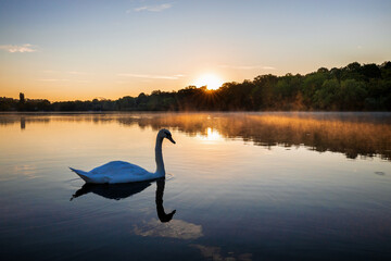 Fototapeta premium Swan over hazy Lake at Sunrise - calm,peace,morning - Schwan friedlich im dunst der aufgehenden Sonne - ruhig,friedlich