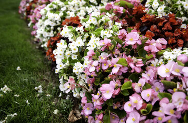 Flowers in the garden