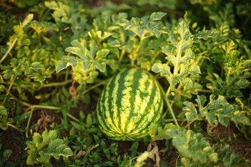 Ripe stripped watermelon grow in the summer garden among lush green leaves