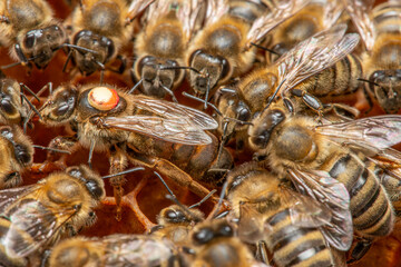the queen (apis mellifera) marked with dot and bee workers around her - bee colony life