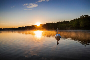 Swan over hazy Lake at Sunrise - calm,peace,morning --- Schwan friedlich im dunst der aufgehenden...